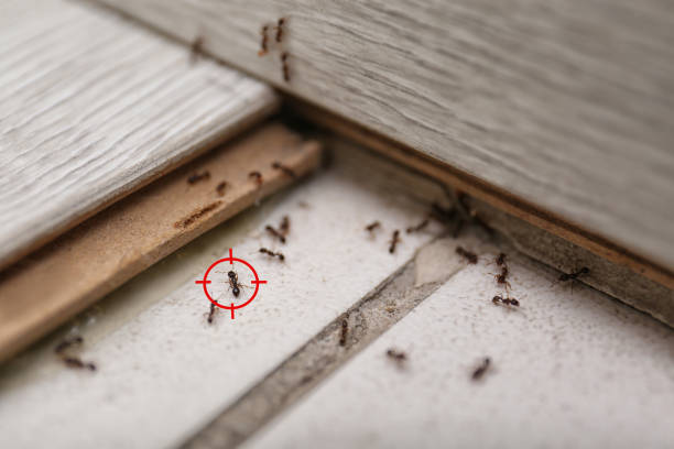 Best Flea Control Services  in Redway, CA