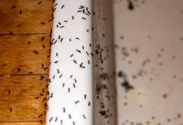 Wasp Removal Services in Redway, CA
