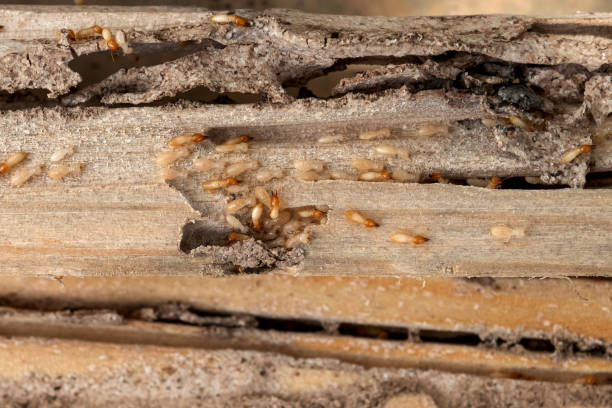 Best Local Pest Control Services  in Redway, CA