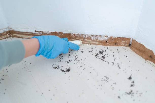 Best Ant Control Services  in Redway, CA